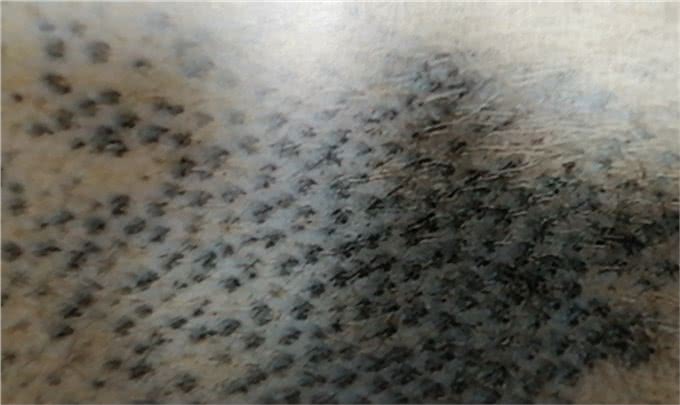 狗的蠕形螨感染