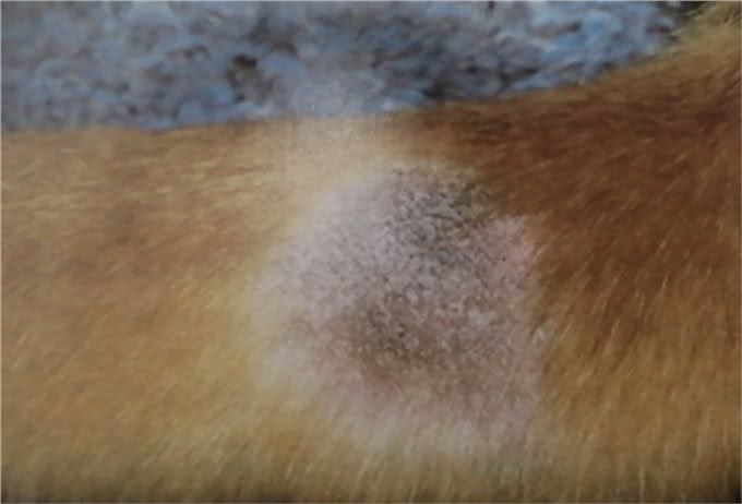 狗的蠕形螨感染