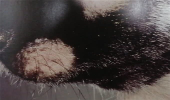 狗的蠕形螨感染