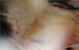 狗的蠕形螨感染