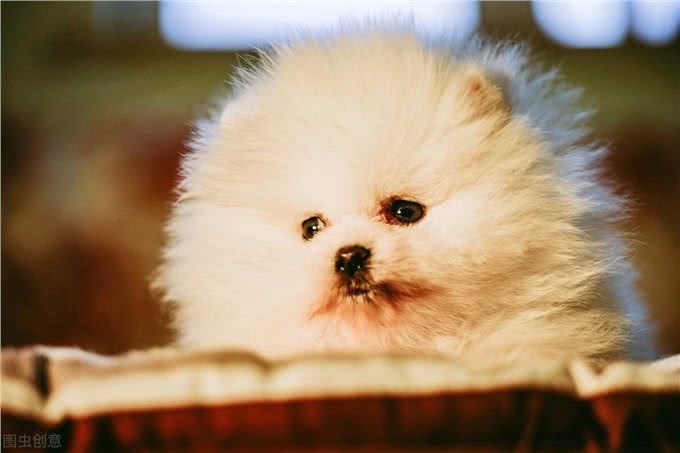 各种狗狗遗传病常见宠物狗的几类遗传疾病