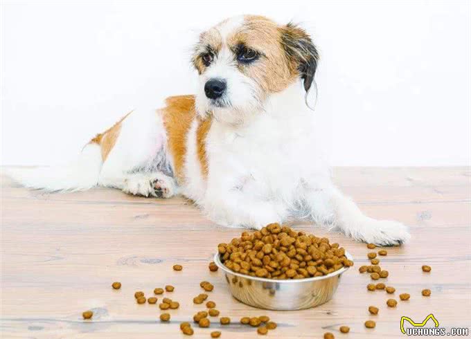 狗狗不愿意吃饭小狗怎么不愿意吃饭呢?