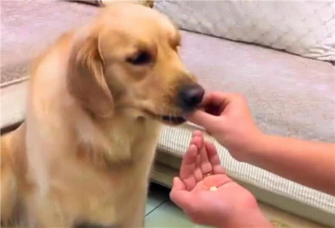 狗狗不愿意吃饭小狗怎么不愿意吃饭呢?