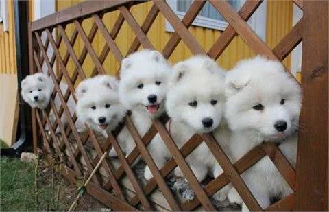 世界名犬-萨摩耶犬|Samoyed