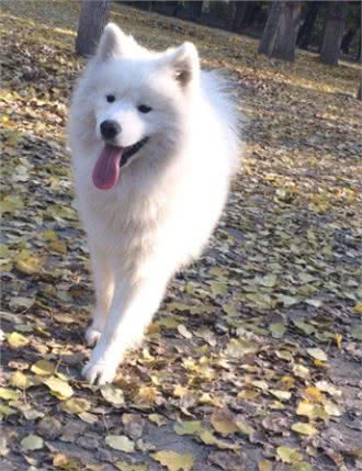 世界名犬-萨摩耶犬|Samoyed