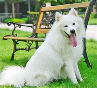 世界名犬-萨摩耶犬|Samoyed
