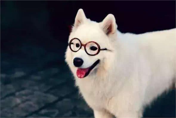 世界名犬-萨摩耶犬|Samoyed