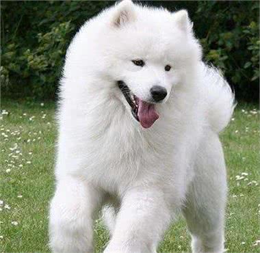 世界名犬-萨摩耶犬|Samoyed