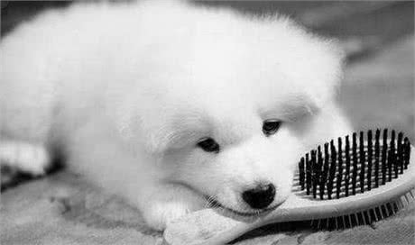 世界名犬-萨摩耶犬|Samoyed