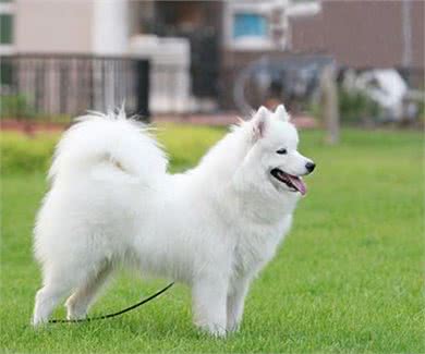 世界名犬-萨摩耶犬|Samoyed