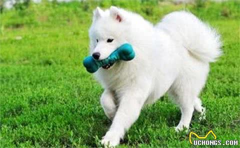 世界名犬-萨摩耶犬|Samoyed