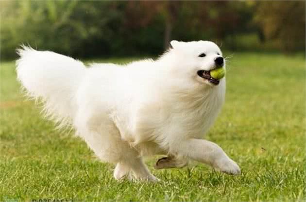 世界名犬-萨摩耶犬|Samoyed