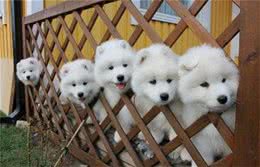 世界名犬-萨摩耶犬｜Samoyed