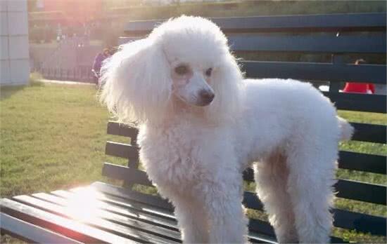 比熊?贵宾?泰迪?爱宠物的你真的能分清楚么?