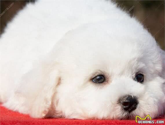 比熊?贵宾?泰迪?爱宠物的你真的能分清楚么?