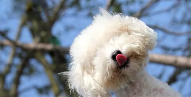 比熊?贵宾?泰迪?爱宠物的你真的能分清楚么?