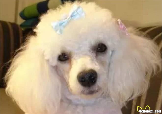 比熊?贵宾?泰迪?爱宠物的你真的能分清楚么?