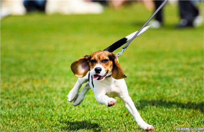 狗乱吃东西怎么办