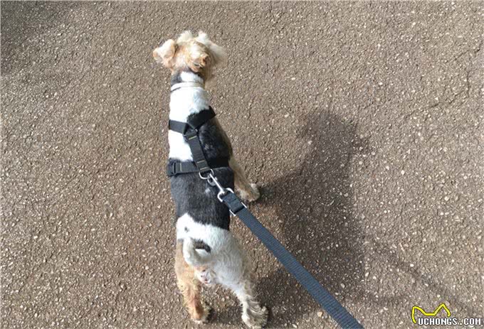 狗乱吃东西怎么办