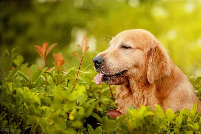 学会这3招，快速鉴别纯种金毛