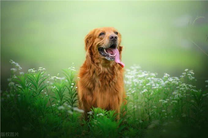 学会这3招，快速鉴别纯种金毛
