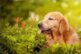 学会这3招，快速鉴别纯种金毛