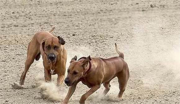 罗得西亚脊背犬攻击力量很强,训练良好的习惯非常重要