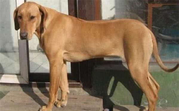 罗得西亚脊背犬攻击力量很强,训练良好的习惯非常重要