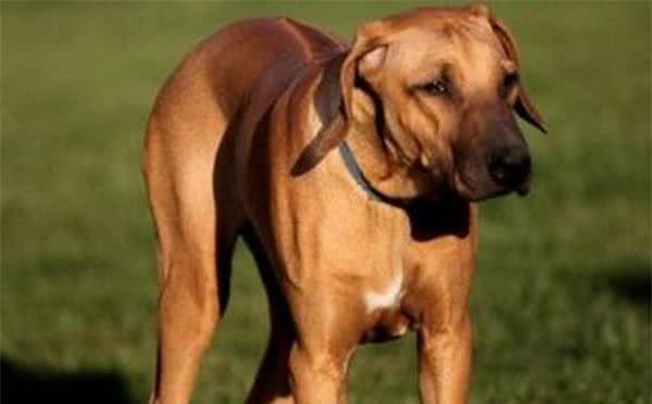 罗得西亚脊背犬攻击力量很强,训练良好的习惯非常重要