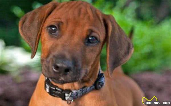 罗得西亚脊背犬攻击力量很强,训练良好的习惯非常重要