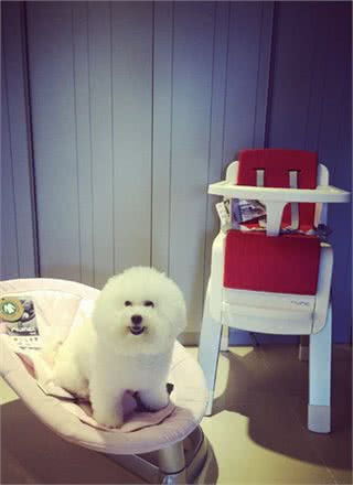 还记得守护着咘咘的比熊犬miumiu吗?轻松学会如何喂养比熊