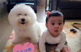 还记得守护着咘咘的比熊犬miumiu吗?轻松学会如何喂养比熊