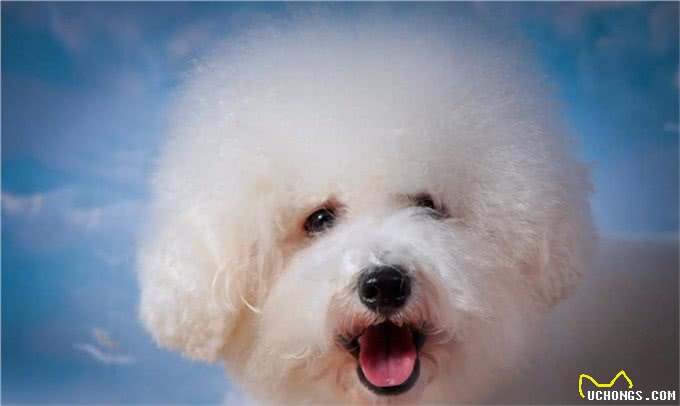 这4种狗狗不容易掉毛,适合爱干净的人养,你们有养过吗?