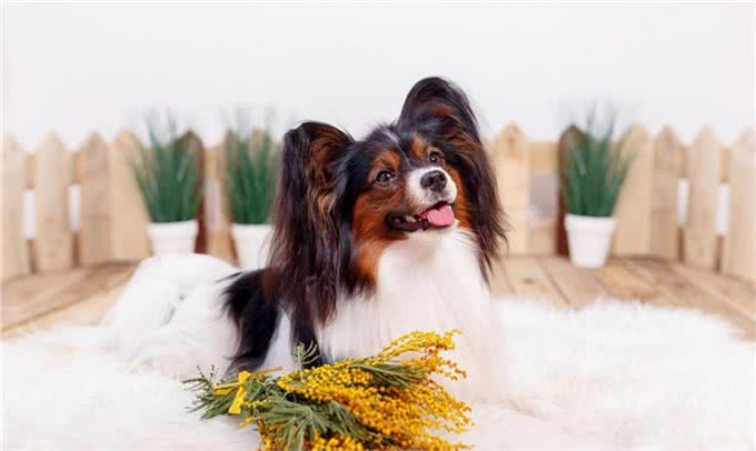 这4种狗狗不容易掉毛,适合爱干净的人养,你们有养过吗?