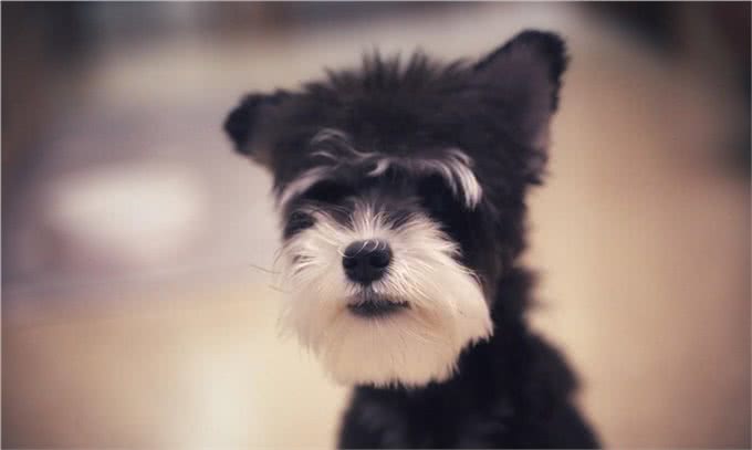 这4种狗狗不容易掉毛,适合爱干净的人养,你们有养过吗?