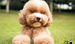 这4种狗狗不容易掉毛，适合爱干净的人养，你们有养过吗?