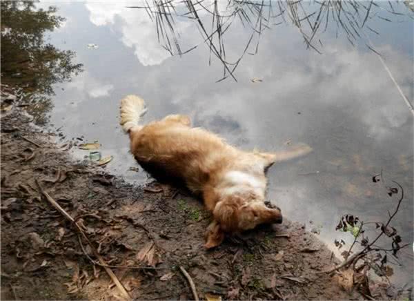 狗中暑,7个处理措施,其中一个会致命,你知道吗?