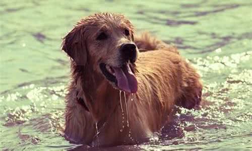 狗中暑,7个处理措施,其中一个会致命,你知道吗?