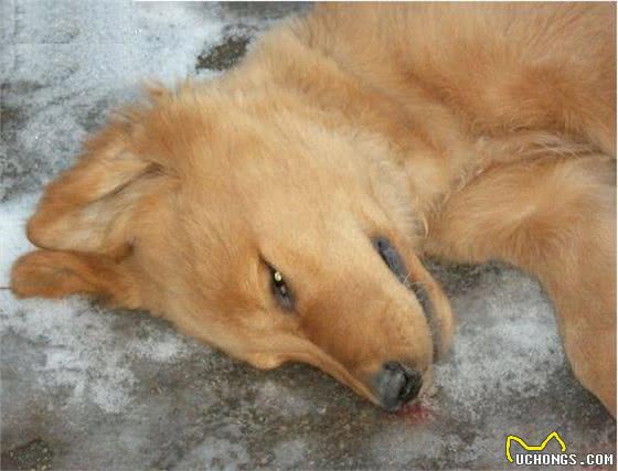 狗中暑,7个处理措施,其中一个会致命,你知道吗?