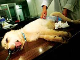 狗中暑，7个处理措施，其中一个会致命，你知道吗?