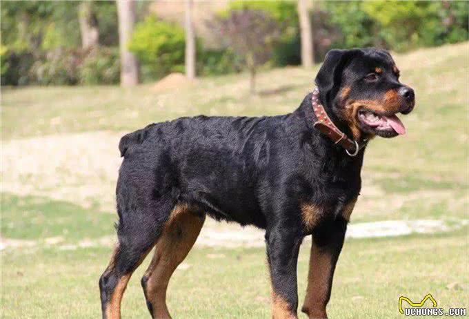 罗威纳犬的详细资料记录:该如何挑选一只完美的罗威纳幼犬呢?