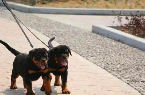 罗威纳犬的详细资料记录:该如何挑选一只完美的罗威纳幼犬呢?