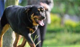 罗威纳犬的详细资料记录:该如何挑选一只完美的罗威纳幼犬呢?