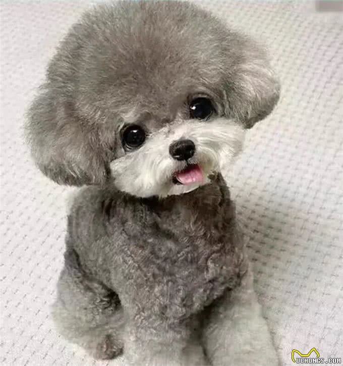 如何在家里训练自己的爱犬