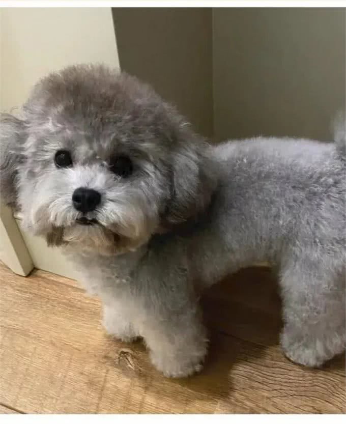 如何在家里训练自己的爱犬