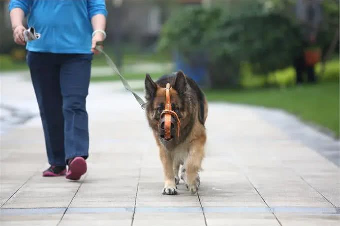 如何在家里训练自己的爱犬