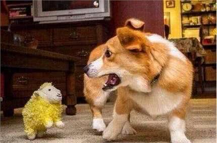 狗狗最怕的六件事,好几件和人类惊人的相似,你知道是哪些吗?