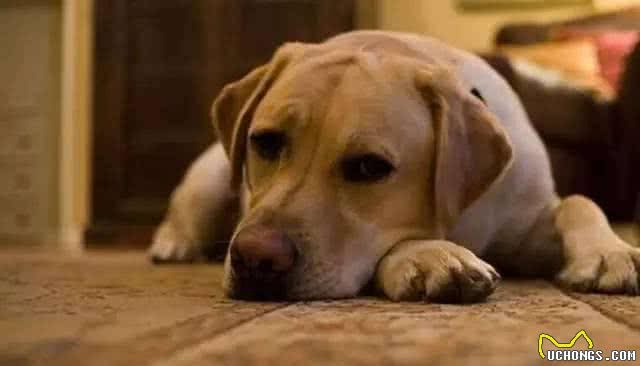 狗狗最怕的六件事,好几件和人类惊人的相似,你知道是哪些吗?