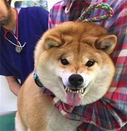 狗狗最怕的六件事，好几件和人类惊人的相似，你知道是哪些吗?