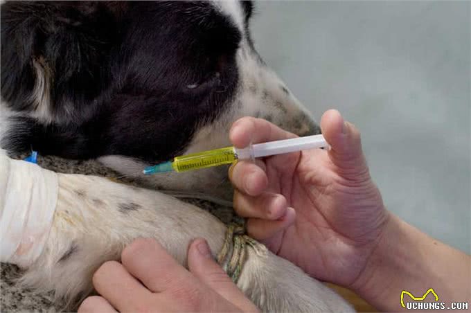 狗狗肥胖的6大隐患，赶紧给狗狗减肥吧